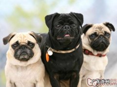 选购身心健康宠物犬的方式共享