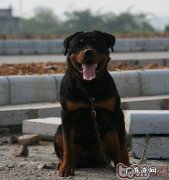 罗威纳不一样阶段年纪如何饲养