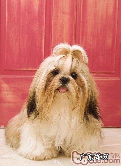 怎么让西施犬越来越好看