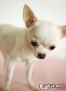 喂养吉娃娃前有什么提前准备事宜