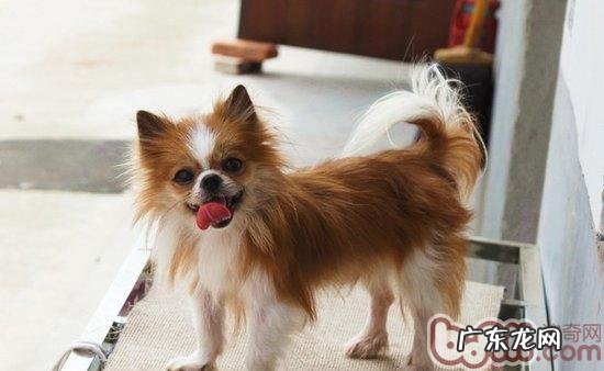 如何差别博美和长毛吉娃娃