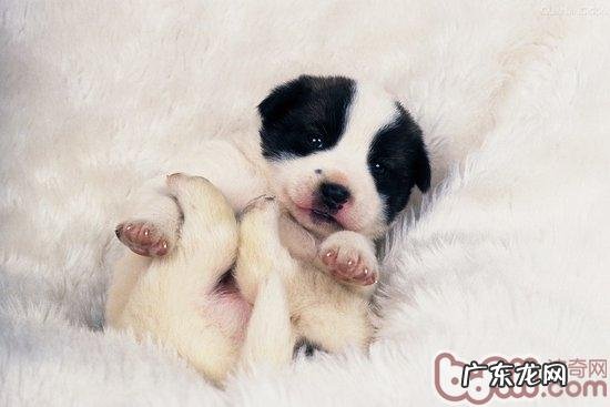 幼狗的致命性凶手—干犬粮