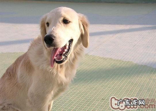 喂金毛狗狗常吃牛肝的六大伤害