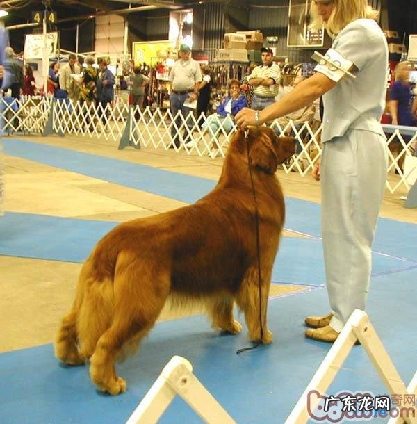 英系金毛与美系金毛的差别