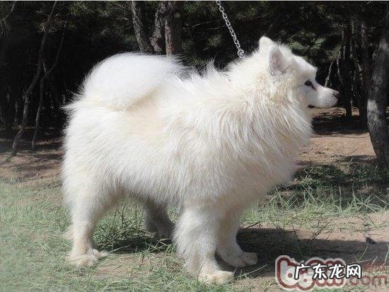 萨摩耶换毛情况下该怎样保养