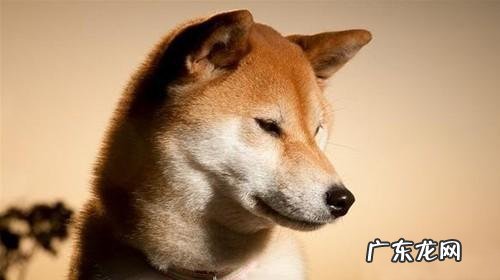 秋田犬的品种及价钱详细介绍