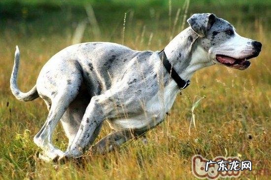 怎么给大丹犬做美容