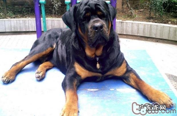 罗威纳犬外观设计特点详细介绍