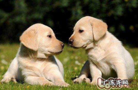 金毛适应能力多久