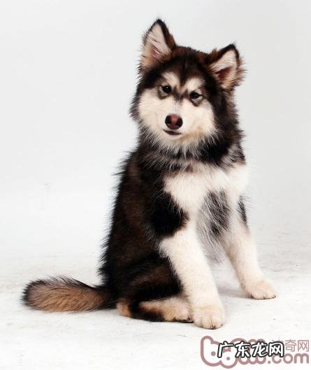 阿拉斯加犬雪橇犬有几种颜色