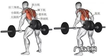 俯身划船应该怎么做才标准?正握和反握的区别在哪里?