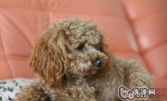 有关泰迪犬该怎么喂养的难题