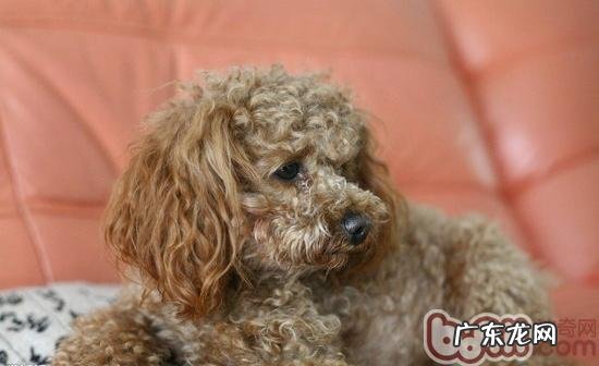 有关泰迪犬该怎么喂养的难题