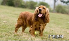 可卡犬智商是否很聪慧