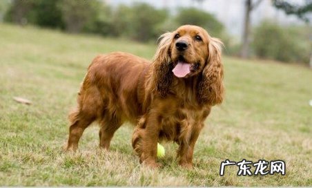 可卡犬智商是否很聪慧