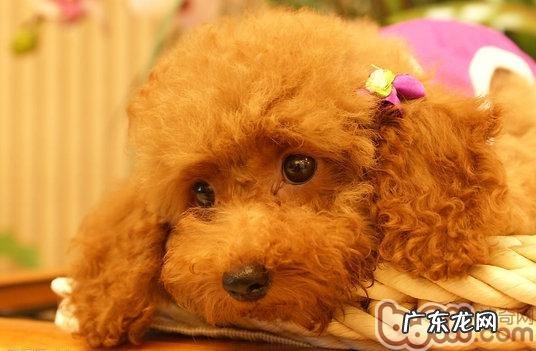 泰迪犬冬天怕冷怎么办