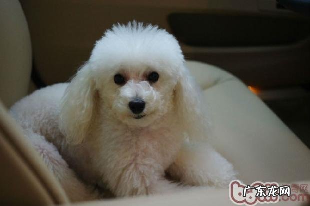 泰迪犬吃什么食物美毛