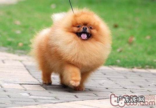 小狗在家里冼澡有什么优点