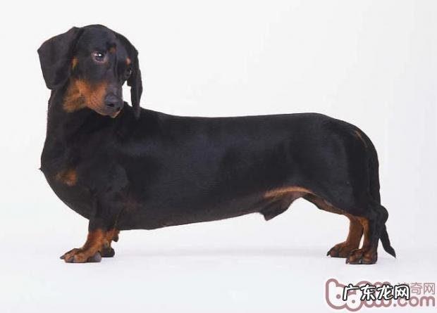 有关短毛腊肠犬的详细介绍