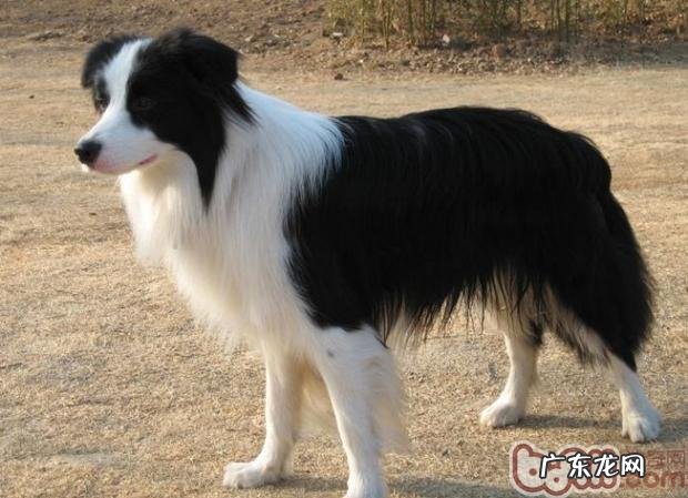 边境牧羊犬智力如何