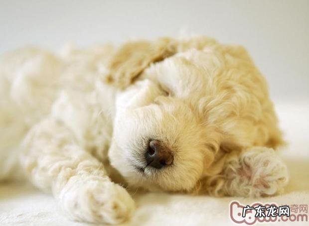 泰迪犬是不是能够饮用酸奶