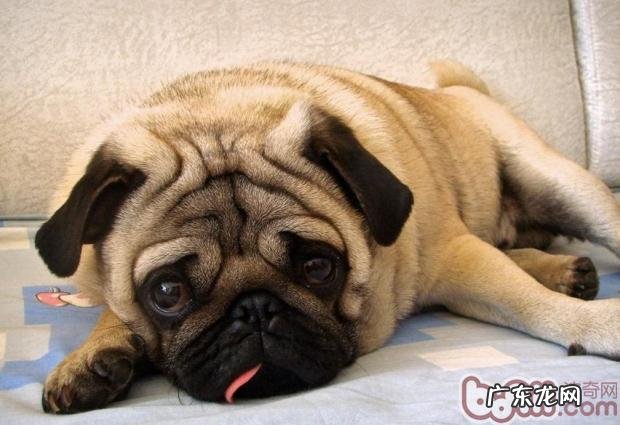 巴哥犬的美容保养专业知识