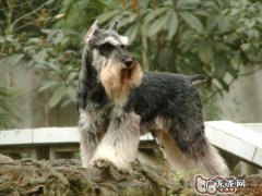 雪纳瑞的颜色有几种