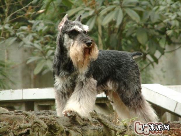 雪纳瑞的颜色有几种