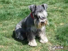 雪纳瑞换牙齿期内小提示