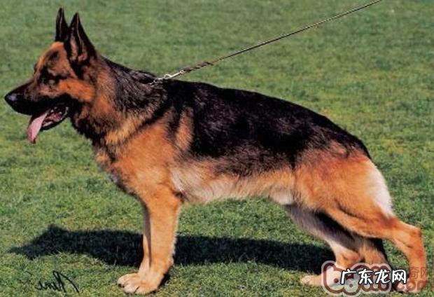 德国牧羊犬的性格特征