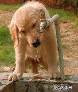 让狗狗健康过夏季的七件事