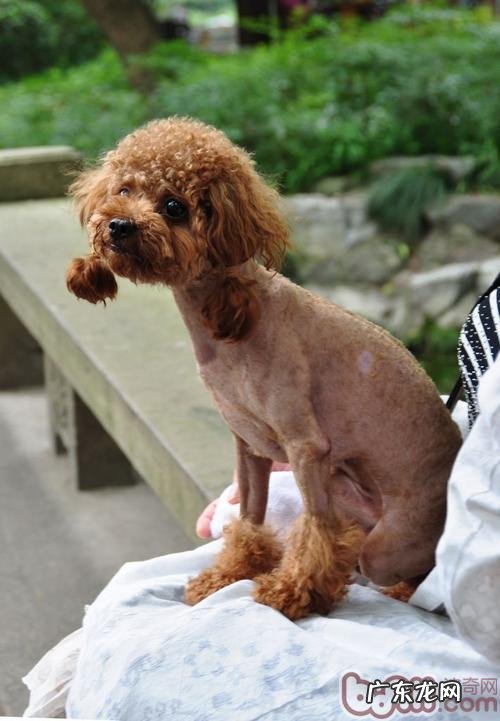 夏季小宠物剃掉头发后的反映