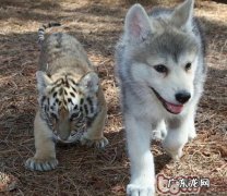 防止夏季小狗生跳蚤