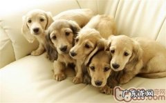 夏季给小狗转换饮食搭配