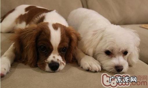 夏季缓解小狗在房间内感受