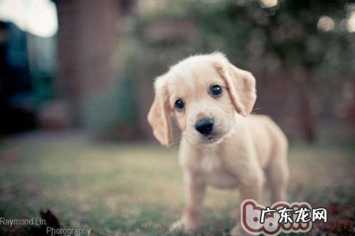 怎样解决夏天小狗食欲不振