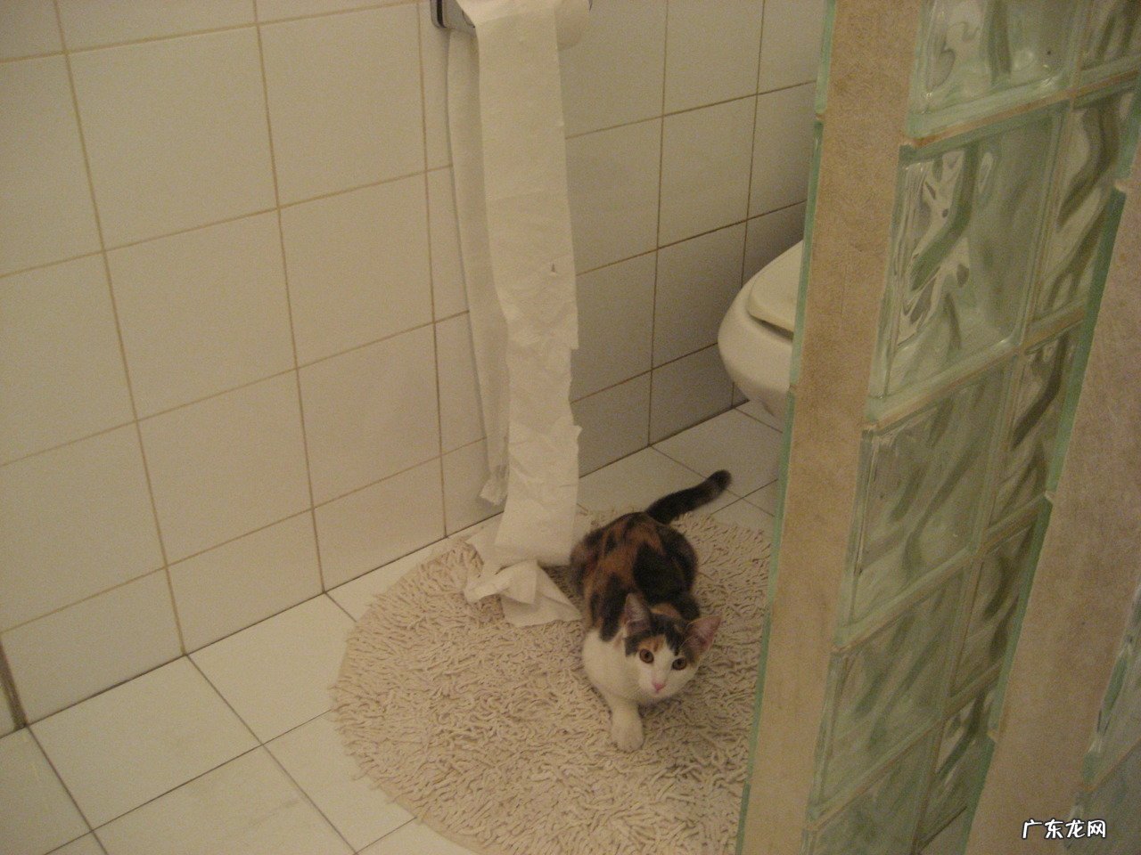 新西兰ezz果冻真的假的 市面上卖的瘦身果冻有效果吗?有的望推荐一下