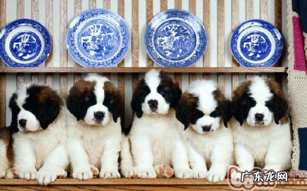 圣伯纳犬的高智商不高