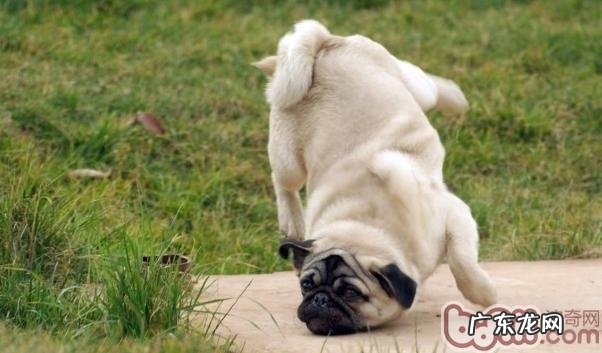 怎样选择非纯种八哥犬