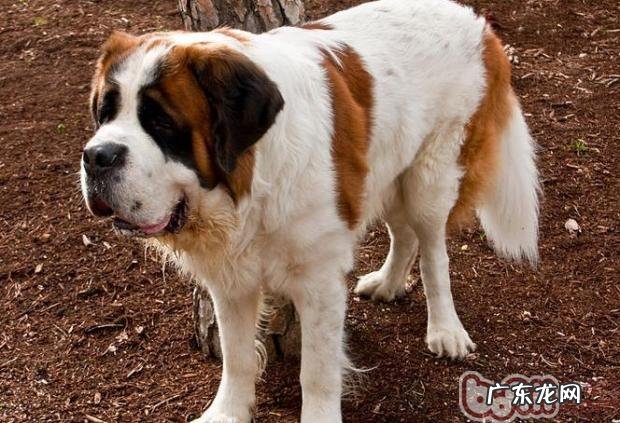 讲解圣伯纳犬身体语言