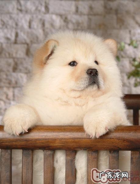 夏季小狗怕高温的根本原因