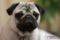 防止八哥犬精神实质不佳