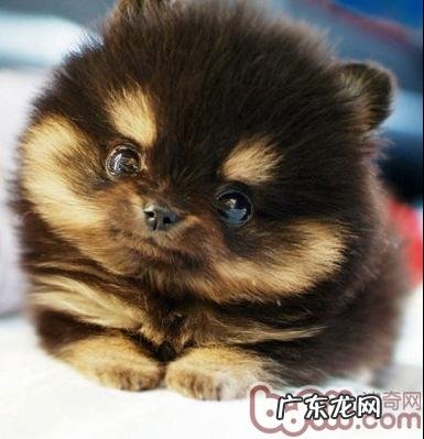 狗狗美容后心态不佳