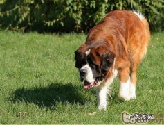 圣伯纳犬的使用寿命有多久