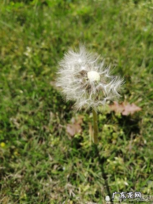 为什么形容男人是蒲公英 如何形容蒲公英的美
