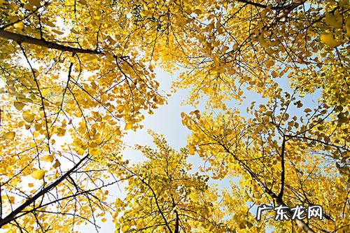 银杏树叶图片大全 银杏树图片唯美