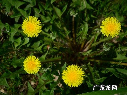 可食用蒲公英的种类及图片 蒲公英有多少种类及图片