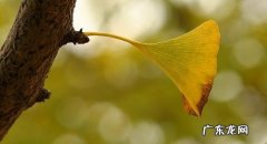 银杏树的缺点 银杏树的缺点