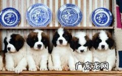 如何区分圣伯纳和罗威纳