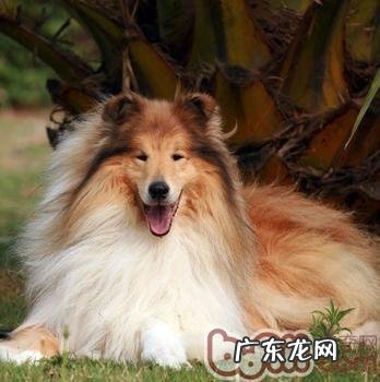 怎样清理英国德牧犬的双眼